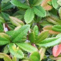 Júlia borbolya (Berberis julianae)
