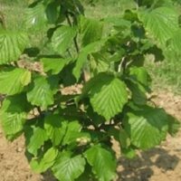 Közönséges mogyoró (Corylus avellana)