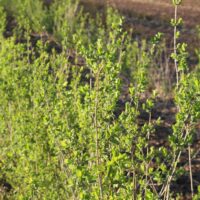 Közönséges fagyal (Ligustrum vulgare)