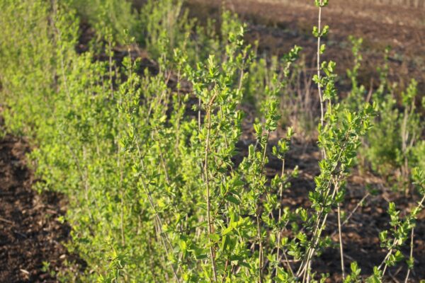 Közönséges fagyal (Ligustrum vulgare)