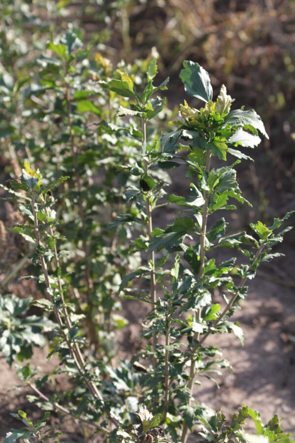 Mályvacserje (Hibiscus syriacus)