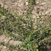 Kerti madárbirs (Cotoneaster horizontalis)