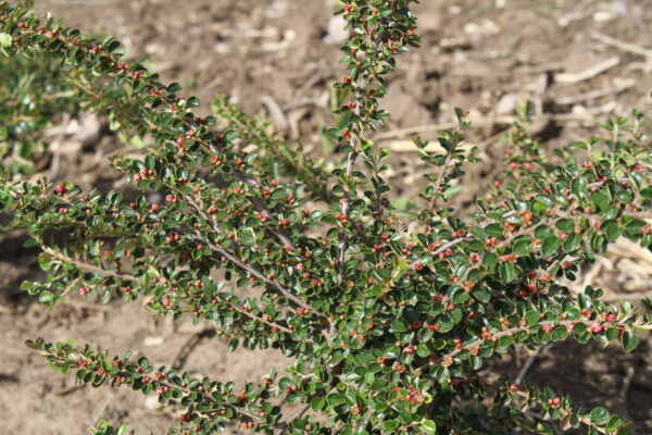 Kerti madárbirs (Cotoneaster horizontalis)