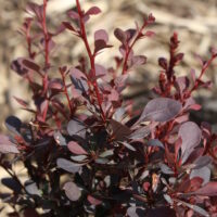 Vérborbolya (Berberis thunbergii antropurpurea)