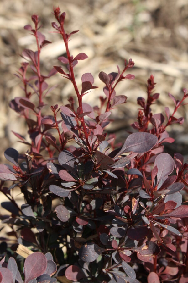 Vérborbolya (Berberis thunbergii antropurpurea)