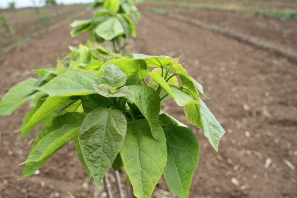 Szívlevelű szivarfa (Catalpa bignonioides) - Image 3