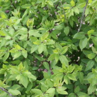 Tatár Lonc (Lonicera tatarica)