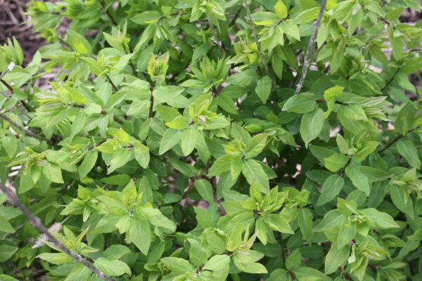 Tatár Lonc (Lonicera tatarica)
