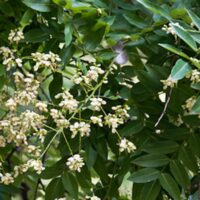Japán akác (Sophora japonica)