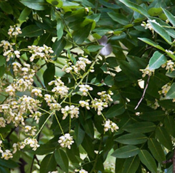 Japán akác (Sophora japonica)