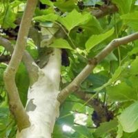 Közönséges platán (Platanus acerifolia)
