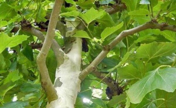 Közönséges platán (Platanus acerifolia)