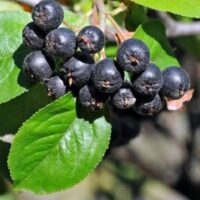 Fekete törpeberkenye (Aronia melanocarpa)
