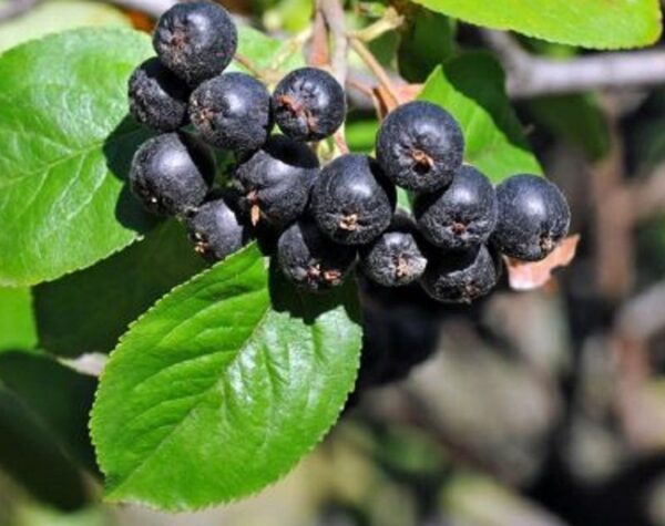 Fekete törpeberkenye (Aronia melanocarpa)