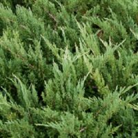 Virginiai boróka (Juniperus virginiana)