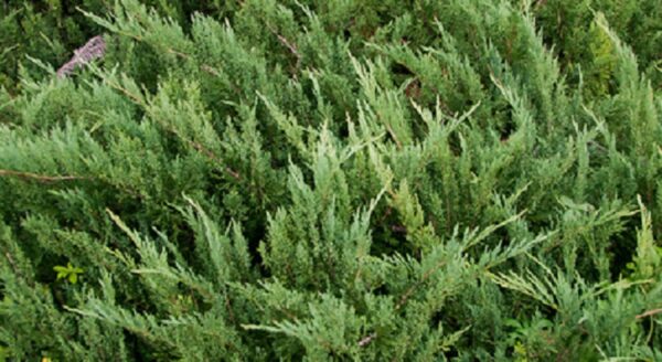 Virginiai boróka (Juniperus virginiana)