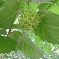 Törökmogyoró (Corylus colurna)