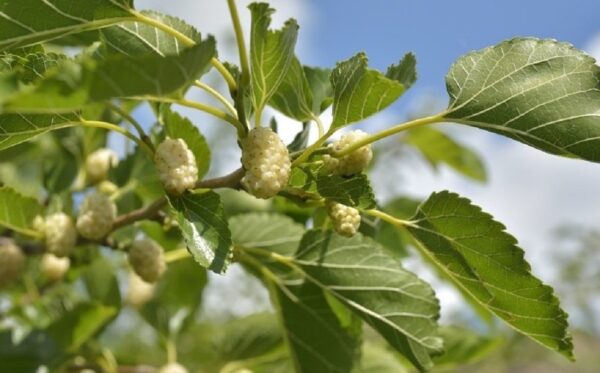 Fehér eper (Morus alba)