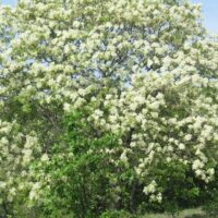 Virágos kőris (Fraxinus ornus)