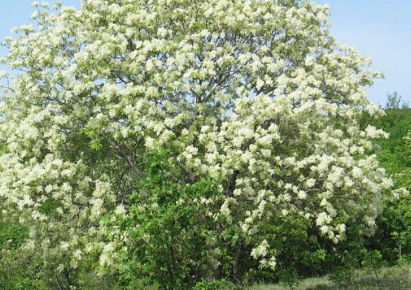 Virágos kőris (Fraxinus ornus)