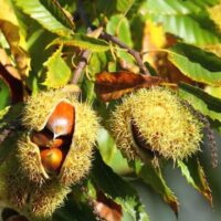 Szelíd gesztenye (Castanea Sativa)