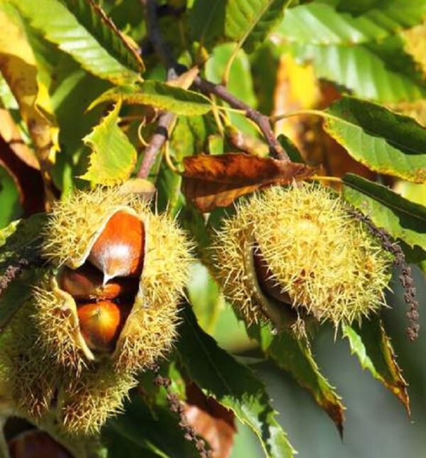 Szelíd gesztenye (Castanea Sativa)