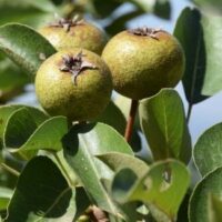 Vadkörte (Pyrus pyraster)