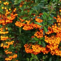 Homoktövis (Hippophae rhamnoides)