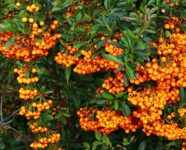Homoktövis (Hippophae rhamnoides)