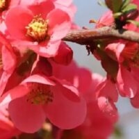Japán birs (Chaenomeles)