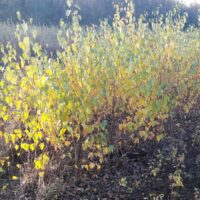 Közönséges nyír (Betula Pendula)
