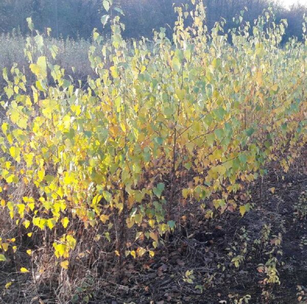 Közönséges nyír (Betula Pendula)