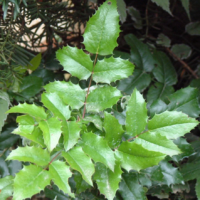 Közönséges mahónia (Mahonia aquifolium)