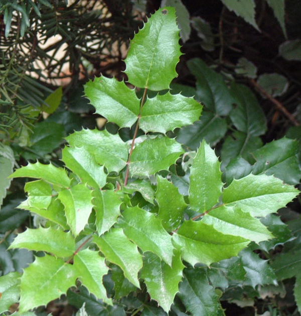 Közönséges mahónia (Mahonia aquifolium)