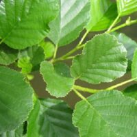 Mézgás éger (Alnus glutinosa)