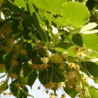 Nagylevelű hárs (Tilia platyphyllos)