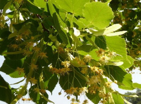 Nagylevelű hárs (Tilia platyphyllos)