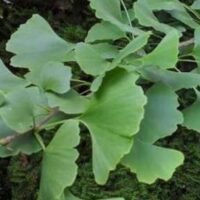 Páfrányfenyő (Gingko biloba)