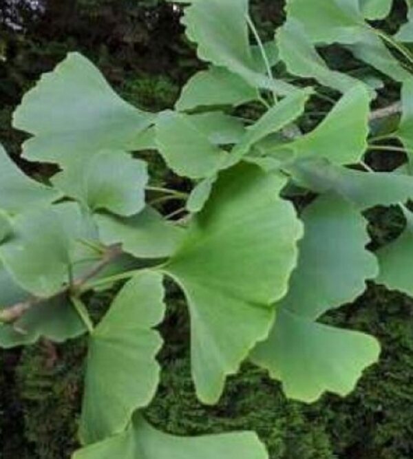 Páfrányfenyő (Gingko biloba)