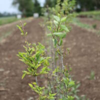 Turkesztáni szil (Ulmus pumila)