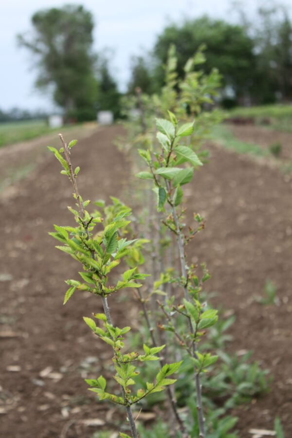 Turkesztáni szil (Ulmus pumila)